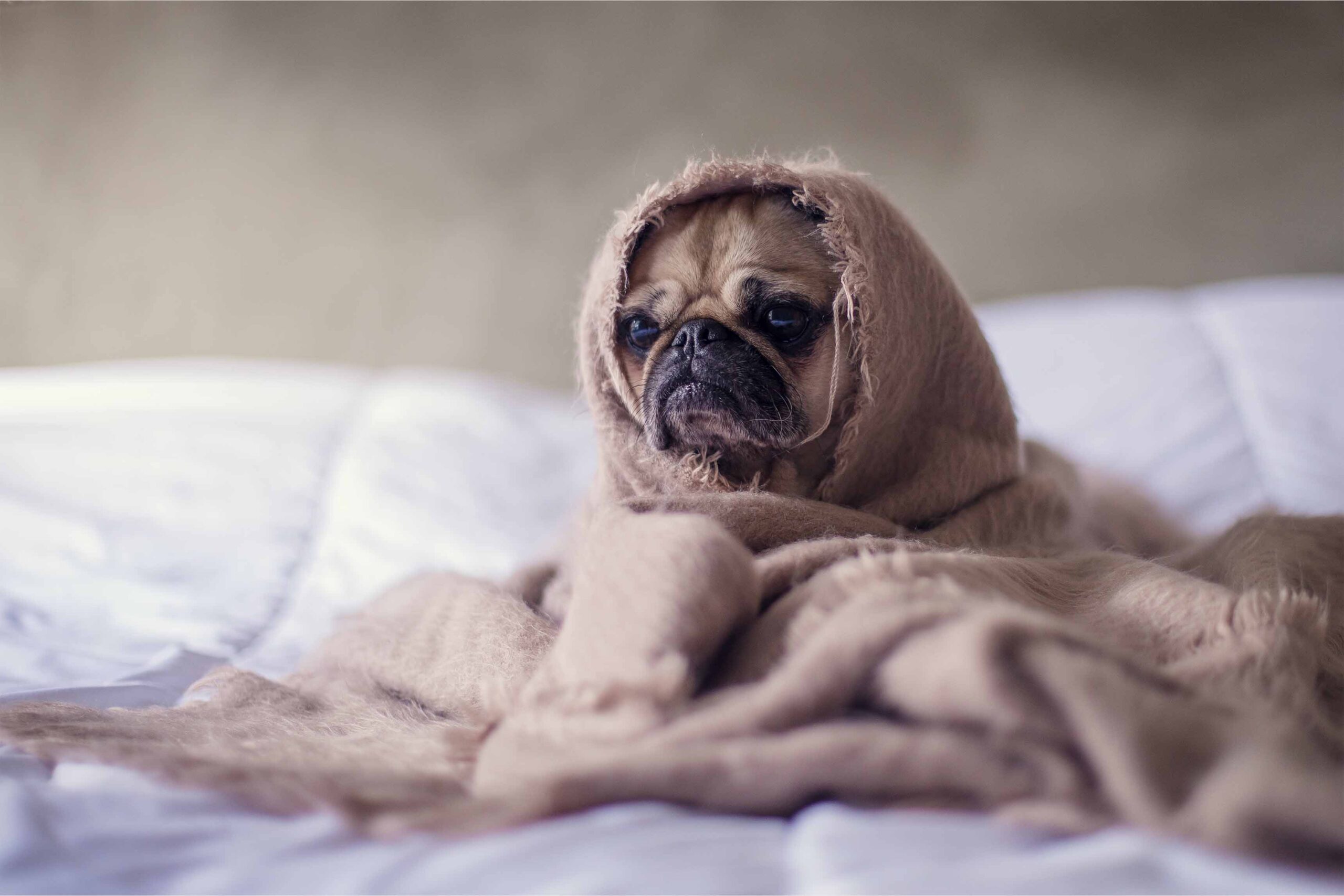 Checkliste für die Hundekrankenversicherung