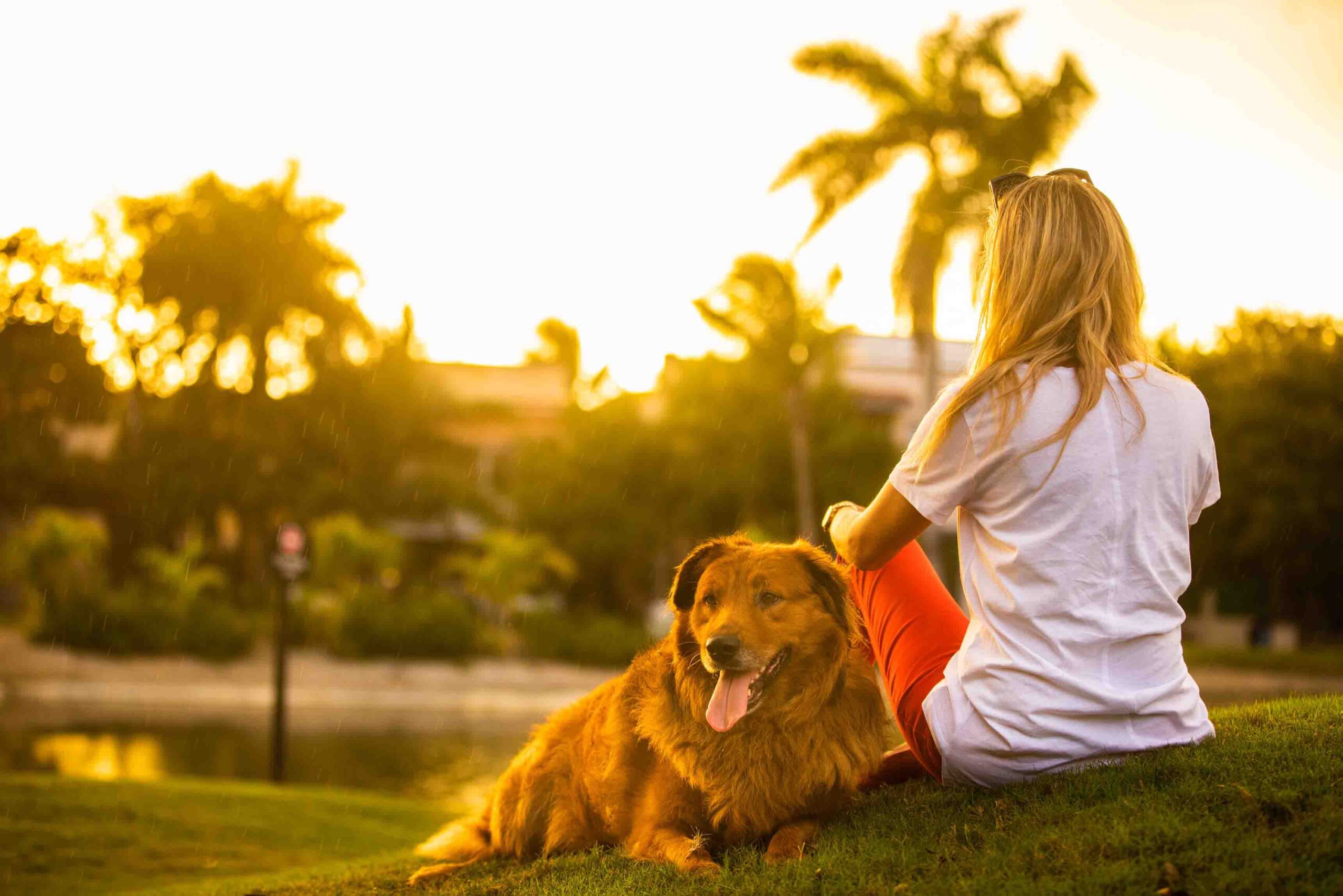 Eine Frau sitzt mit ihrem Hund auf einer Wiese und hat eine Tierhalterhaftpflicht